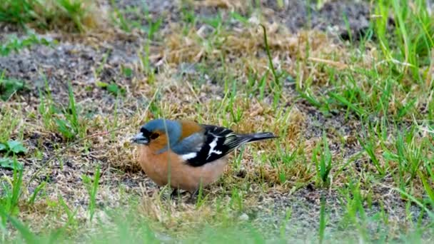 The Common chaffinch in Ireland - Fringilla coelebs — стоковое видео