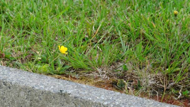 Floreciendo buttercup en primavera en un césped — Vídeos de Stock