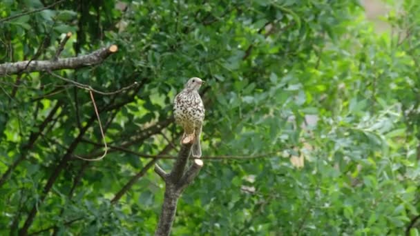 Kestrel captura de gusanos en un césped en el Condado de Donegal - Irlanda. — Vídeos de Stock