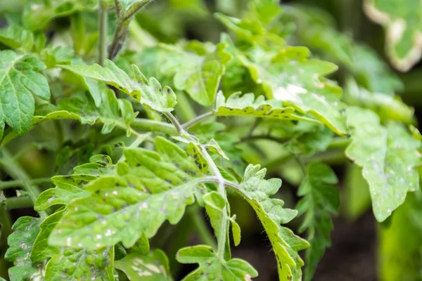 Domates filizleri çiftlikteki bahçede yetişir.