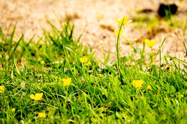 İlkbaharda çimenlikte açan düğün çiçeği