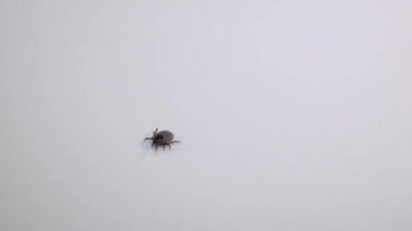 Sadece 7 bacaklı engelli kenesi beyaz arka planda yürüyor.