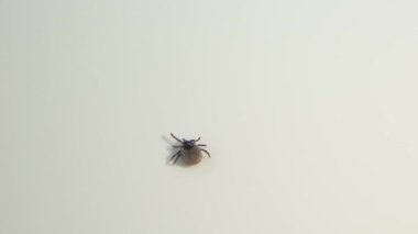 Sadece 7 bacaklı engelli kenesi beyaz arka planda yürüyor.