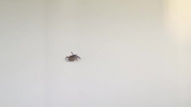 Sadece 7 bacaklı engelli kenesi beyaz arka planda yürüyor.