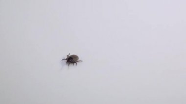Sadece 7 bacaklı engelli kenesi beyaz arka planda yürüyor.