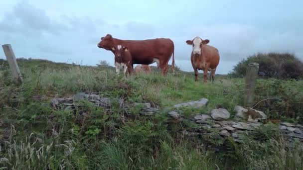 Krowy na pastwisku po zachodzie słońca w hrabstwie Donegal - Irlandia — Wideo stockowe