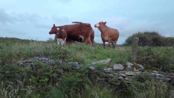 Vacas en un pasto después del atardecer en el Condado de Donegal - Irlanda — Vídeos de Stock