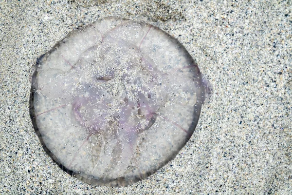 Medúza homokos strandon Donegal megyében - Írország — Stock Fotó