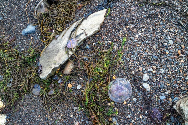 Фиолетовая медуза на камнях у моря в Давросе - Ирландия — стоковое фото