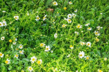 İrlanda 'da yaz mevsiminde çayır çiçekleri