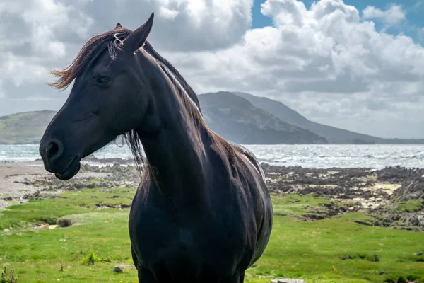 Vista del campo irlandés con caballo negro en el Condado de Donegal —  Fotos de Stock