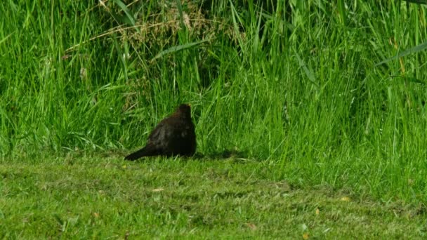 Blackbird, Turdus merula, sedí na zeleném trávníku — Stock video