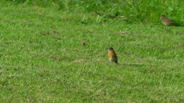 Baby Robin andando no gramado verde — Vídeo de Stock