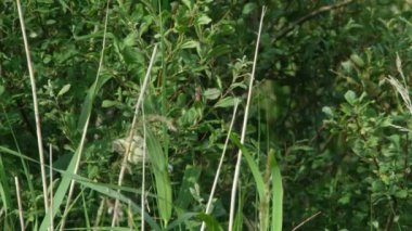 Willow Warbler, Phylloscopus trochilus, sazlığa tırmanıyor.