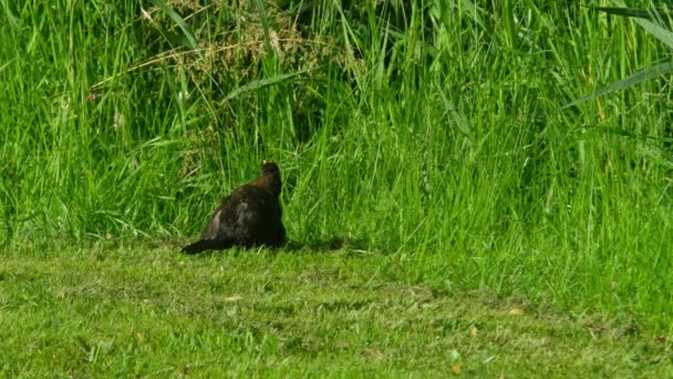 Quiscale, Turdus merula, assis sur la pelouse verte — Video