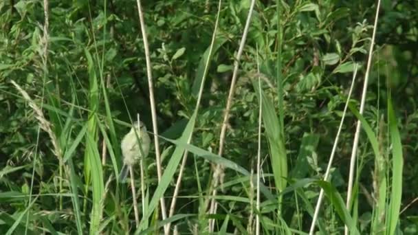 Willow Warbler, Phylloscopus trochilus, σκαρφαλώνοντας στο καλάμι — Αρχείο Βίντεο