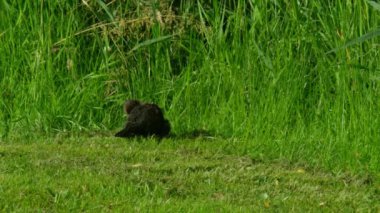 Karatavuk, Turdus merula, yeşil çimlerde oturuyor.