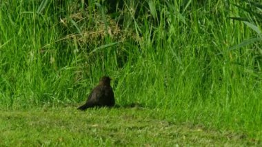 Karatavuk, Turdus merula, yeşil çimlerde oturuyor.