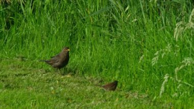 Karatavuk, Turdus merula, yeşil çimlerde oturuyor.