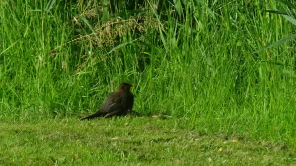 Amsel, Turdus merula, sitzt auf grünem Rasen — Stockvideo