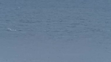 Donegal, İrlanda 'da Malin Head' den geçen bir yunus sürüsü
