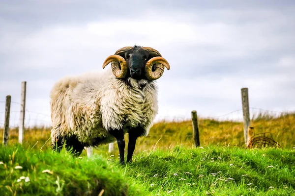 Impresionante oveja de cara negra con cuernos enormes en el Condado de Donegal - Irlanda — Foto de Stock