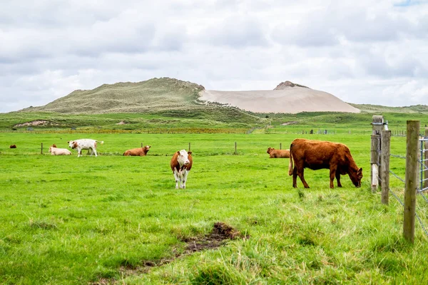 Коровы и скот в лоне песчаной дюны в графстве Донегал - Ирландия — стоковое фото