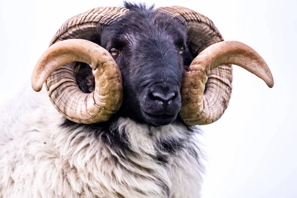 多内加尔-爱尔兰县长着巨大角的令人印象深刻的黑脸羊 — 图库照片