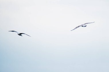 Bulutlu İrlandalı gökyüzünde uçan martı