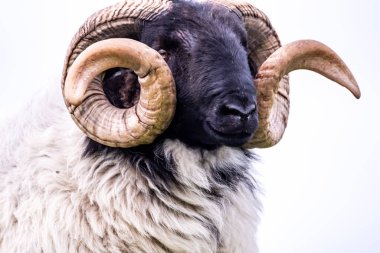 Donegal İlçesi 'nde kocaman boynuzları olan siyah yüzlü etkileyici koyunlar.