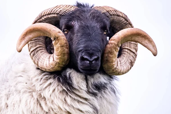 Působivé černé tváře ovce s obrovskými rohy v hrabství Donegal - Irsko — Stock fotografie