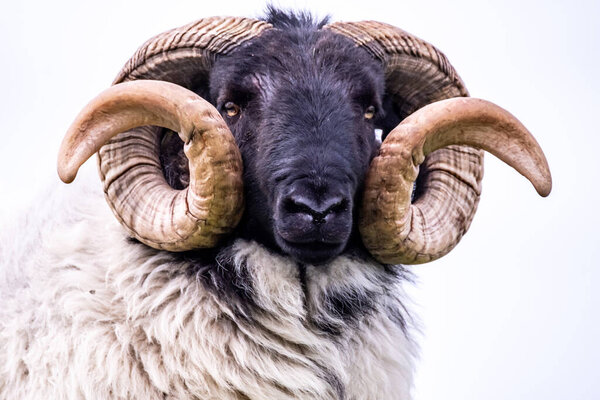 Impressive blackface sheep with huge horns in County Donegal - Ireland