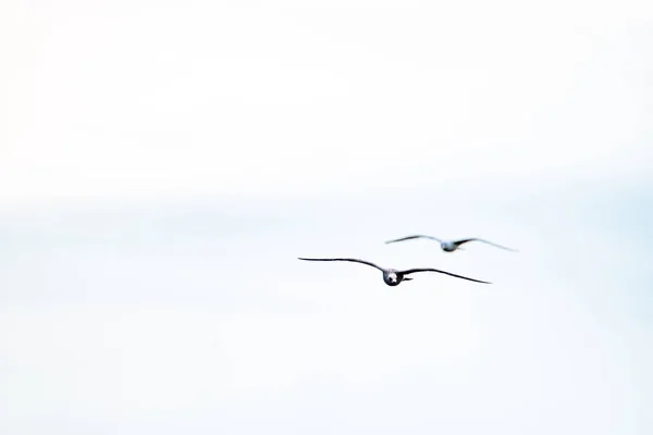 Seagull flying in the cloudy irish sky — Stock Photo, Image