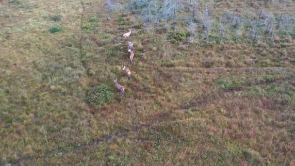 Donegal-Ireland县鹿群的空中景观 — 图库视频影像