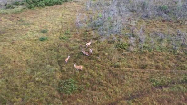 Αεροφωτογραφία ελαφιού στο County Donegal - Ιρλανδία — Αρχείο Βίντεο