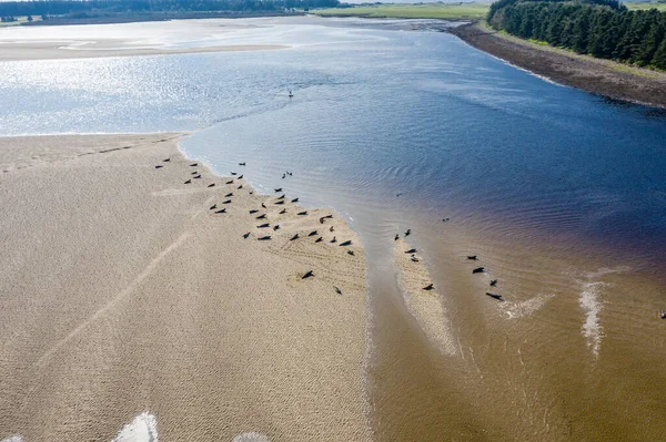 Donegal, İrlanda 'daki kumsallarda bulunan fok kolonisinin hava görüntüsü. — Stok fotoğraf