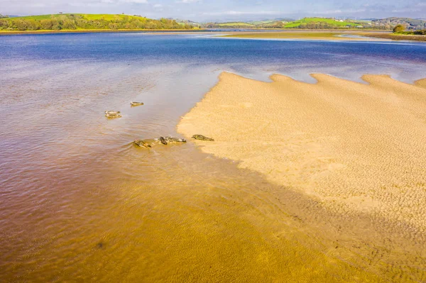 Luftaufnahme einer Robbenkolonie auf Sandbänken in der Grafschaft Donegal - Irland — Stockfoto