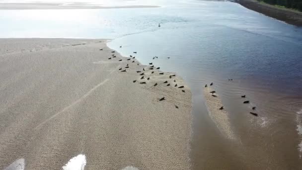 Flygfoto över sälkolonin vilande på sandbankar i grevskapet Donegal - Irland — Stockvideo