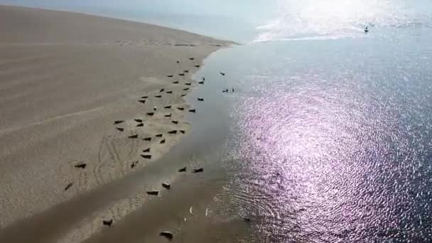 Flygfoto över sälkolonin vilande på sandbankar i grevskapet Donegal - Irland — Stockvideo