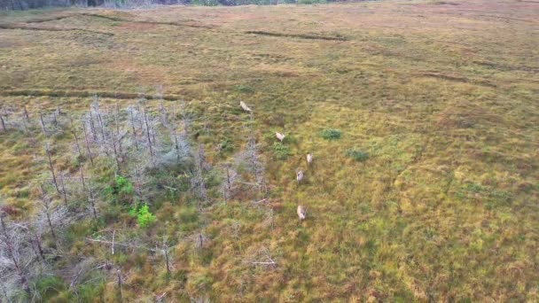 Aerial view of deer in County Donegal - Ireland — Stock Video