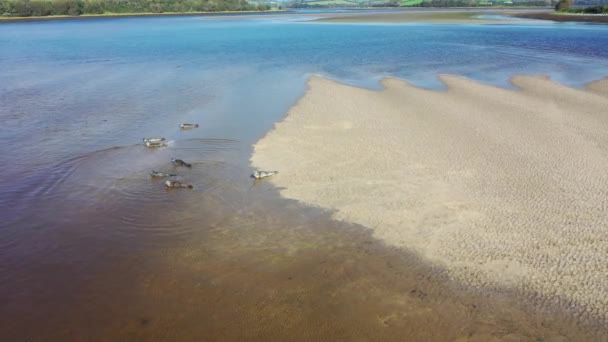 Donegal, İrlanda 'daki kumsallarda bulunan fok kolonisinin hava görüntüsü. — Stok video