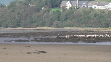 Donegal-İrlanda sahilinde koyun sürüsü