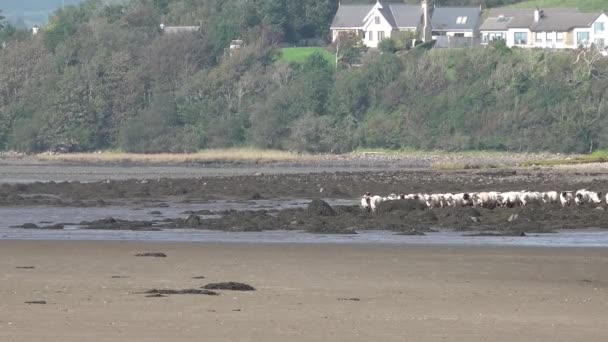Stado owiec na wybrzeżu Donegal - Irlandia — Wideo stockowe