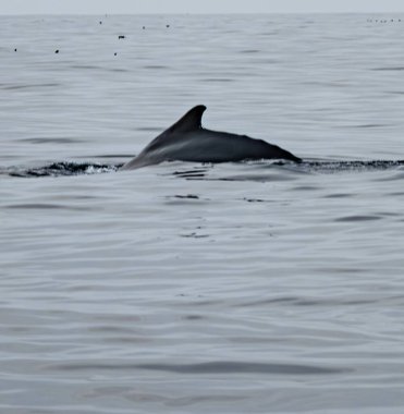 Kambur Balina, Megaptera novaeangliae, İrlanda Donegal Körfezi 'nde sırt yüzgecini gösteriyor..