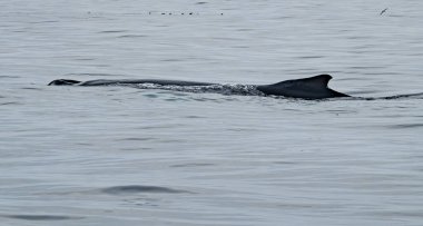 Kambur Balina, Megaptera novaeangliae, İrlanda Donegal Körfezi 'nde sırt yüzgecini gösteriyor..