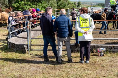 MEENACİS, İKİNCİ DONEGAL, İRELAND - 4 AĞUSTOS 2025: İnek bölümünün katılımcıları Meencross Tarım Fuarı 'nın tadını çıkarıyorlar.