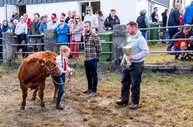 MEENACİS, İKİNCİ DONEGAL, İRELAND - 4 AĞUSTOS 2025: İnek bölümünün katılımcıları Meencross Tarım Fuarı 'nın tadını çıkarıyorlar.
