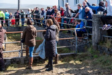 MEENACİS, İKİNCİ DONEGAL, İRELAND - 4 AĞUSTOS 2025: İnek bölümünün katılımcıları Meencross Tarım Fuarı 'nın tadını çıkarıyorlar.