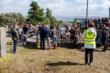 MEENACİS, İKİNCİ DONEGAL, İRELAND - 4 AĞUSTOS 2025: İnek bölümünün katılımcıları Meencross Tarım Fuarı 'nın tadını çıkarıyorlar.