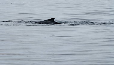 Kambur Balina, Megaptera novaeangliae, İrlanda Donegal Körfezi 'nde sırt yüzgecini gösteriyor..